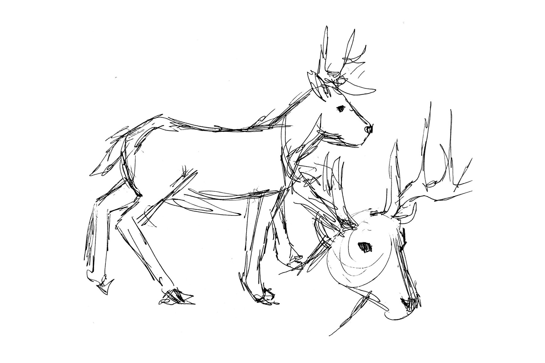 Buck sketches.