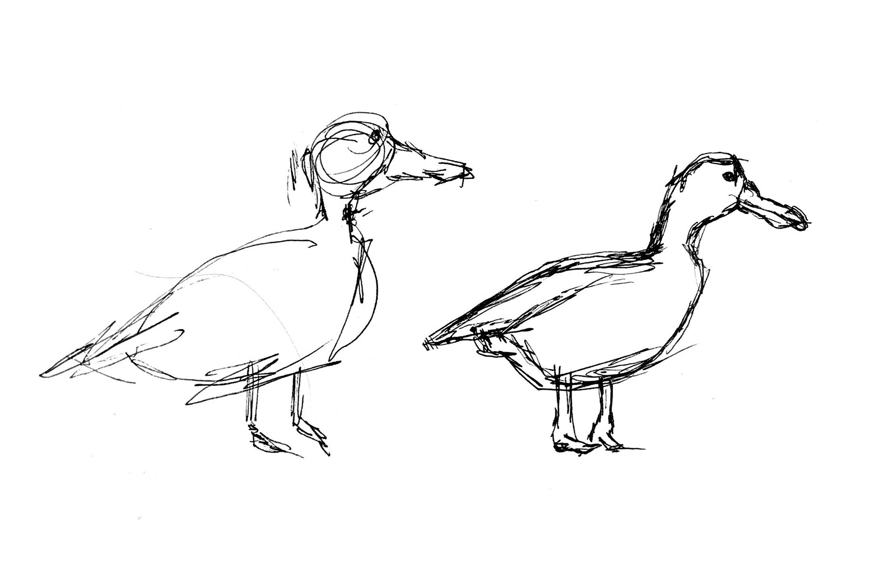 Duck sketches.