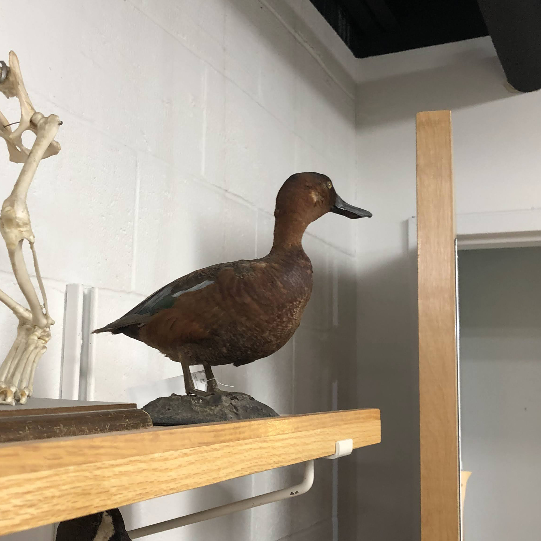 Duck preserved specimen.