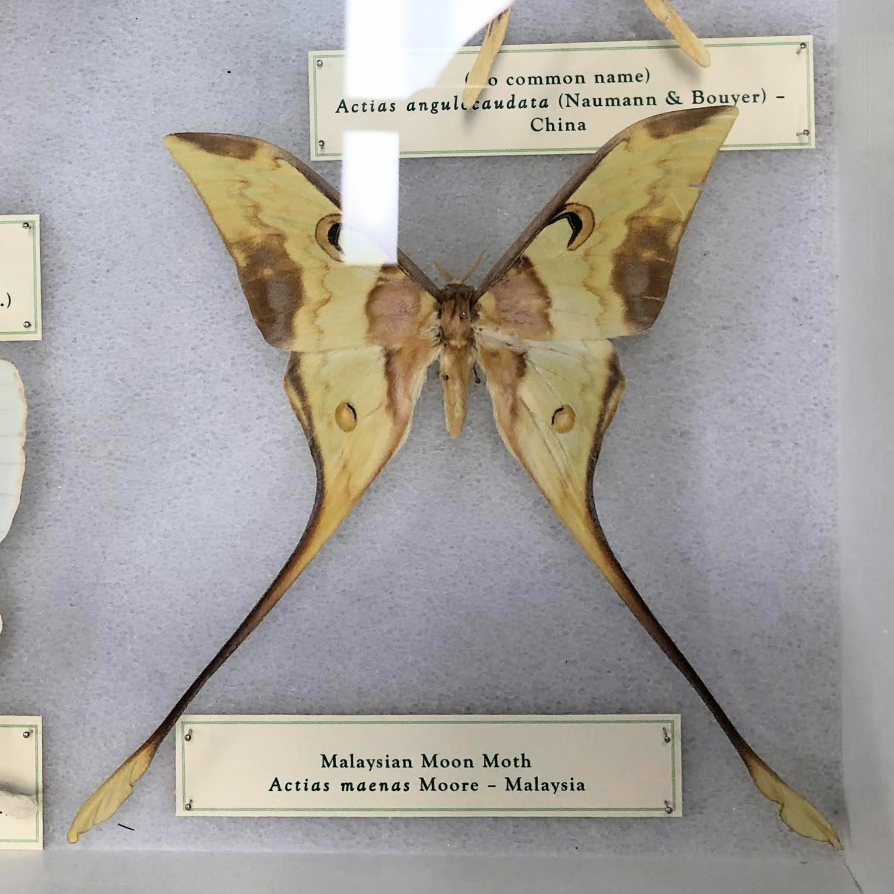 Malaysian Moon Moth preserved specimen.